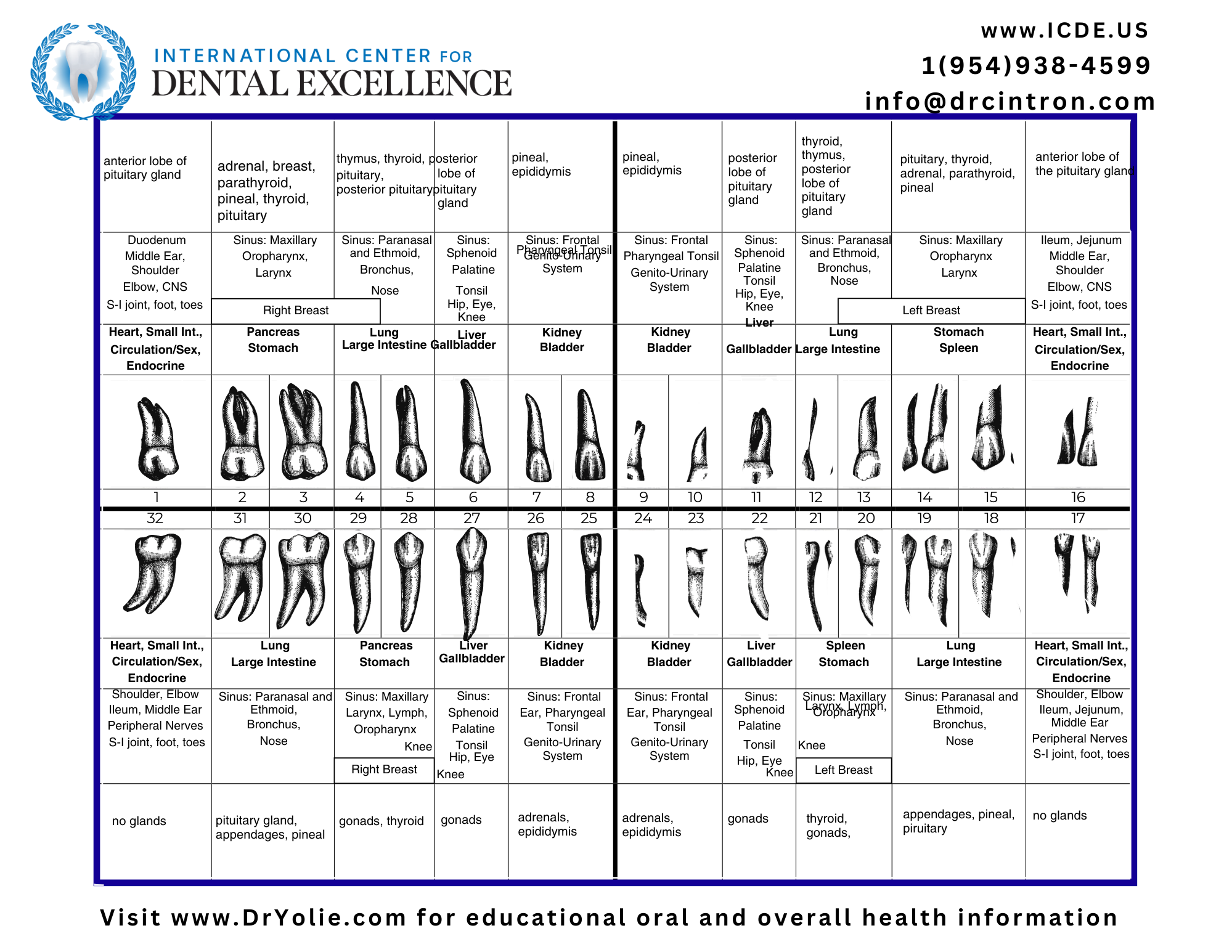 Meridian Tooth Chart